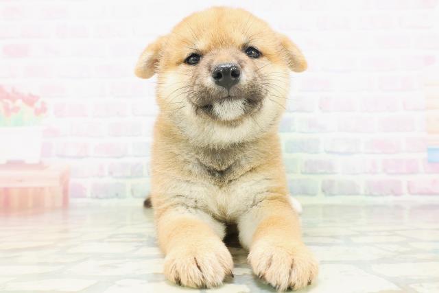柴犬