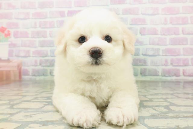 埼玉県のビションフリーゼ (Coo&RIKU岩槻店/2026年7月6日生まれ/男の子/ホワイト)の子犬の1枚目の画像