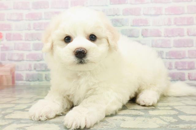 埼玉県のビションフリーゼ (Coo&RIKU岩槻店/2026年7月6日生まれ/男の子/ホワイト)の子犬の2枚目の画像