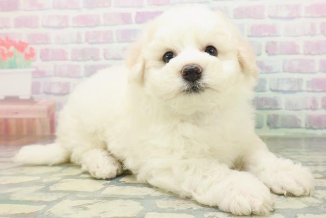 埼玉県のビションフリーゼ (Coo&RIKU岩槻店/2026年7月6日生まれ/男の子/ホワイト)の子犬の3枚目の画像