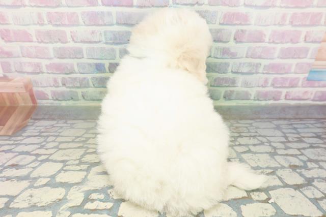 埼玉県のビションフリーゼ (Coo&RIKU岩槻店/2026年7月6日生まれ/男の子/ホワイト)の子犬の4枚目の画像