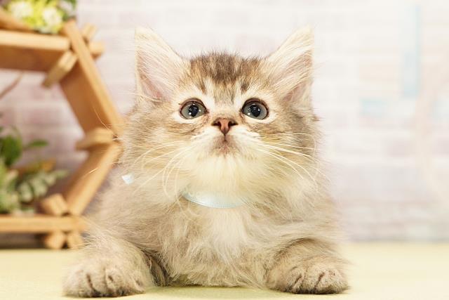 愛知県のラガマフィン (Coo&RIKU名古屋みなと店/2026年6月7日生まれ/男の子/ブラウンタビー)の子猫の1枚目の画像