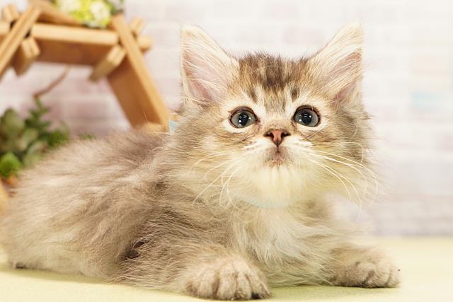 愛知県のラガマフィン (Coo&RIKU名古屋みなと店/2026年6月7日生まれ/男の子/ブラウンタビー)の子猫の2枚目の画像