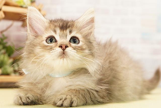 愛知県のラガマフィン (Coo&RIKU名古屋みなと店/2026年6月7日生まれ/男の子/ブラウンタビー)の子猫の3枚目の画像