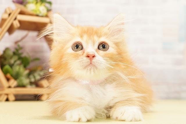 愛知県のラガマフィン (Coo&RIKU春日井店/2026年6月7日生まれ/女の子/レッドタビーホワイト)の子猫の1枚目の画像