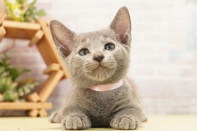 三重県のロシアンブルー (Coo&RIKU四日市店/2026年7月2日生まれ/女の子/ブルー)の子猫の1枚目の画像