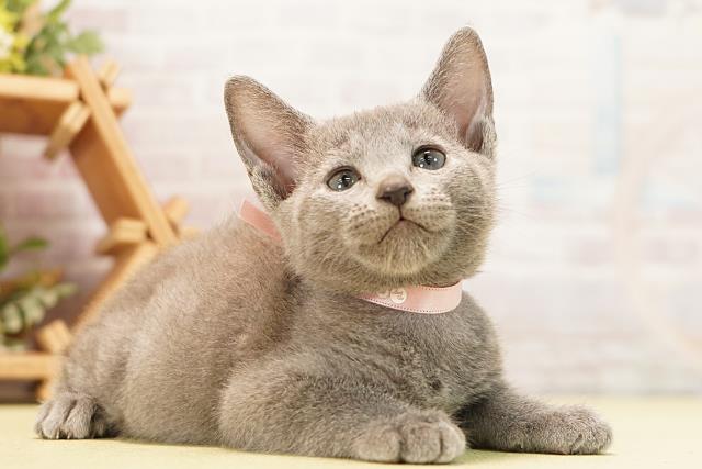 三重県のロシアンブルー (Coo&RIKU四日市店/2026年7月2日生まれ/女の子/ブルー)の子猫の2枚目の画像