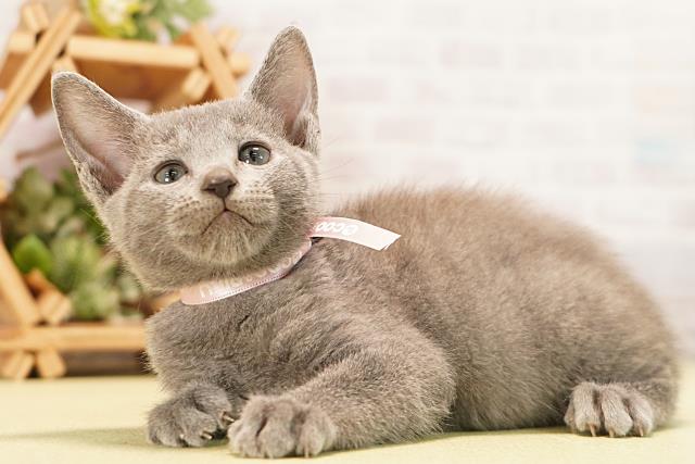三重県のロシアンブルー (Coo&RIKU四日市店/2026年7月2日生まれ/女の子/ブルー)の子猫の3枚目の画像