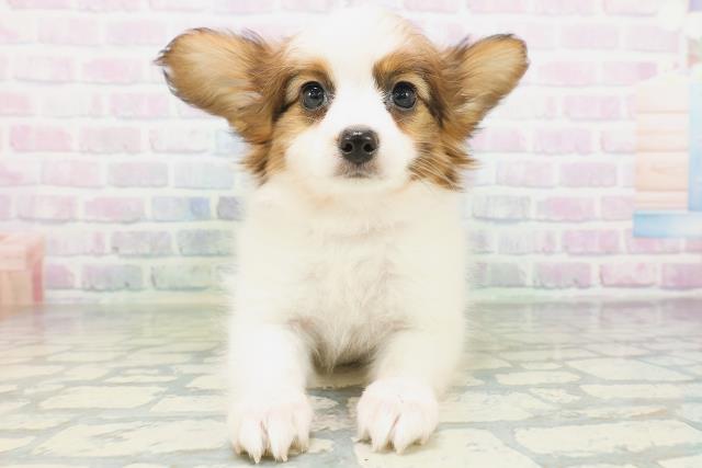 パピヨン