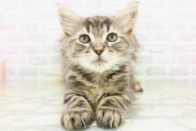 埼玉県のメインクーン (Coo&RIKU岩槻店/2026年7月4日生まれ/男の子/ブラウンタビー)の子猫の1枚目の画像