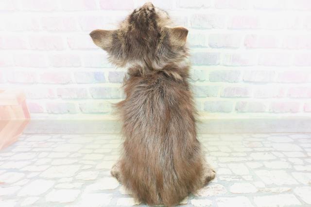 埼玉県のメインクーン (Coo&RIKU岩槻店/2026年7月4日生まれ/男の子/ブラウンタビー)の子猫の4枚目の画像