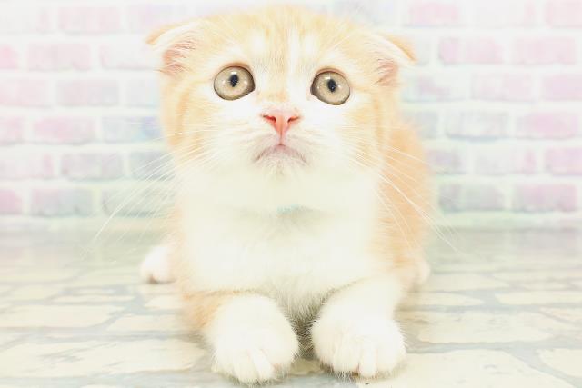 神奈川県のスコティッシュフォールド (Coo&RIKU江の島店/2026年6月20日生まれ/男の子/レッドマッカレルタビーホワイト)の子猫の1枚目の画像