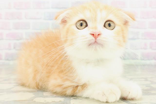 神奈川県のスコティッシュフォールド (Coo&RIKU江の島店/2026年6月20日生まれ/男の子/レッドマッカレルタビーホワイト)の子猫の3枚目の画像