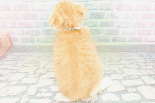 神奈川県のスコティッシュフォールド (Coo&RIKU江の島店/2026年6月20日生まれ/男の子/レッドマッカレルタビーホワイト)の子猫の4枚目の画像