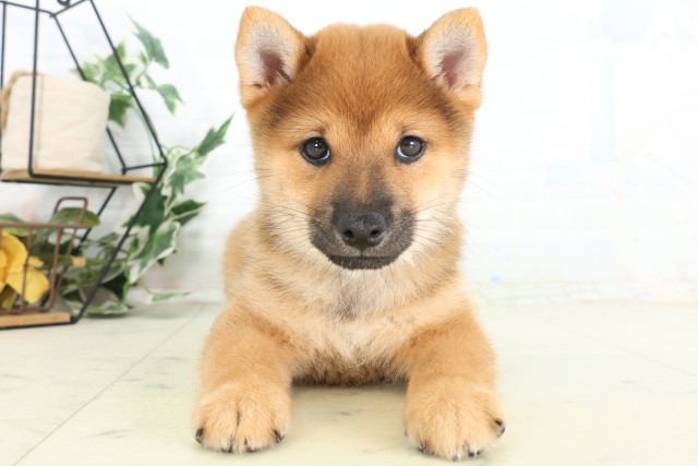 柴犬