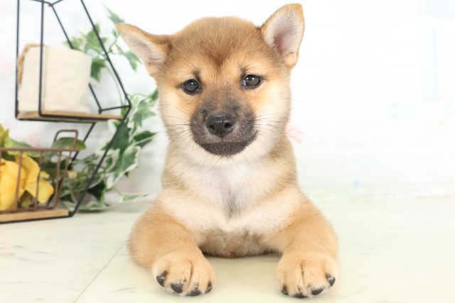 柴犬