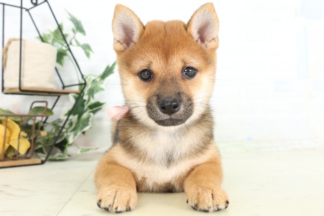 柴犬