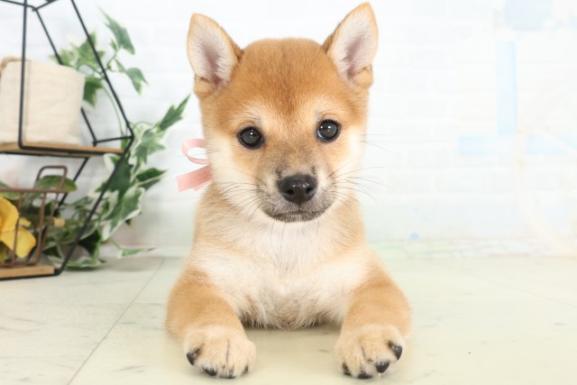 柴犬