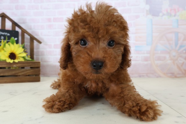 福岡県のトイプードル(トイ) (Coo&RIKU筑後店/2026年7月7日生まれ/女の子/レッド)の子犬の1枚目の画像