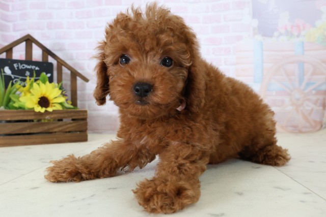 福岡県のトイプードル(トイ) (Coo&RIKU筑後店/2026年7月7日生まれ/女の子/レッド)の子犬の3枚目の画像
