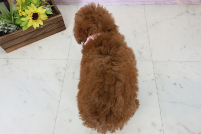 福岡県のトイプードル(トイ) (Coo&RIKU筑後店/2026年7月7日生まれ/女の子/レッド)の子犬の4枚目の画像