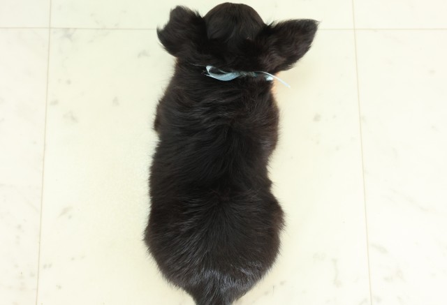 長崎県のチワワ(ロング) (Coo&RIKU大村店/2026年7月2日生まれ/男の子/ブラックタン)の子犬の4枚目の画像