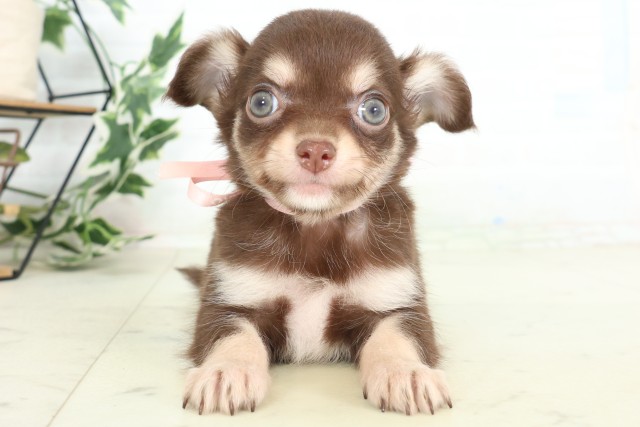 熊本県のチワワ(ロング) (Coo&RIKU熊本店/2026年7月3日生まれ/女の子/チョコレートタン)の子犬の1枚目の画像