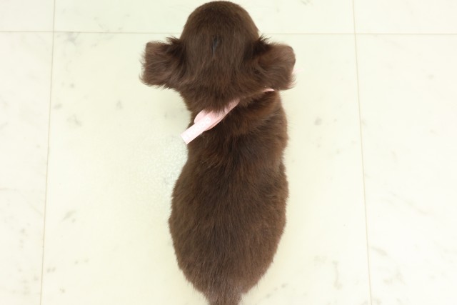 熊本県のチワワ(ロング) (Coo&RIKU熊本店/2026年7月3日生まれ/女の子/チョコレートタン)の子犬の4枚目の画像