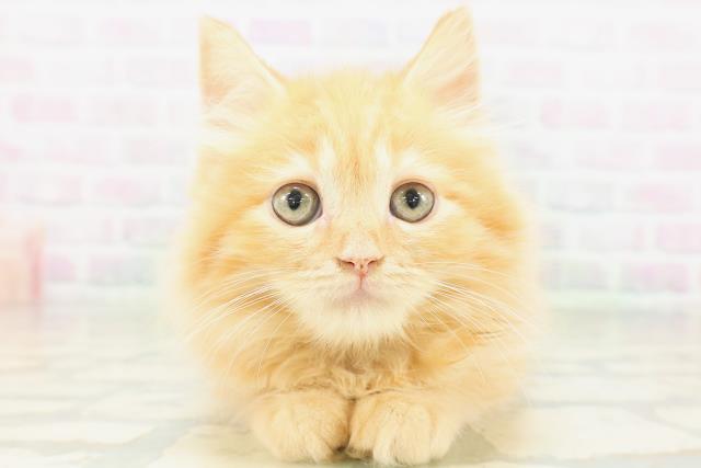 茨城県のラガマフィン (Coo&RIKUMEGAドン・キホーテ勝田店/2026年6月22日生まれ/女の子/レッドタビー)の子猫の1枚目の画像