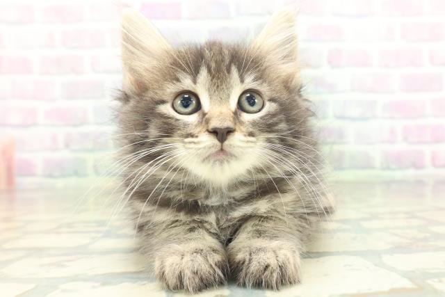 ノルウェージャン・フォレストキャット