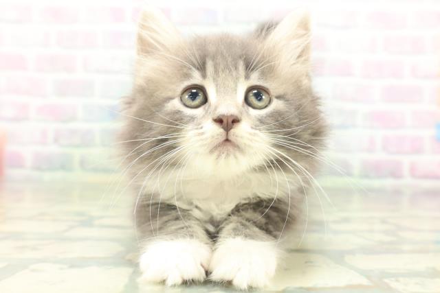 ノルウェージャン・フォレストキャット