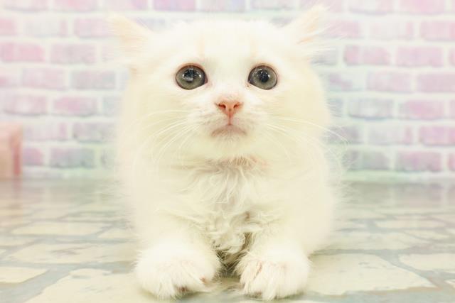 東京都のマンチカン (Coo&RIKU府中店/2026年6月30日生まれ/女の子/カメオタビーホワイト)の子猫の1枚目の画像