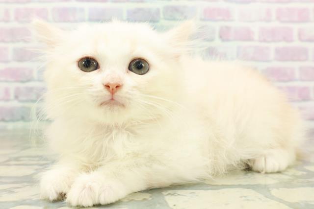 東京都のマンチカン (Coo&RIKU府中店/2026年6月30日生まれ/女の子/カメオタビーホワイト)の子猫の2枚目の画像