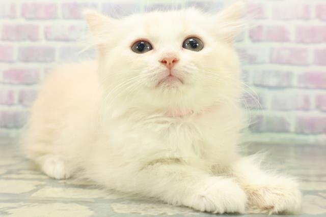 東京都のマンチカン (Coo&RIKU府中店/2026年6月30日生まれ/女の子/カメオタビーホワイト)の子猫の3枚目の画像