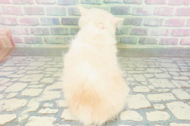 東京都のマンチカン (Coo&RIKU府中店/2026年6月30日生まれ/女の子/カメオタビーホワイト)の子猫の4枚目の画像