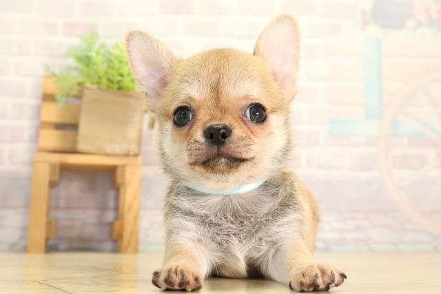静岡県のチワワ(スムース) (Coo&RIKU沼津店/2026年7月6日生まれ/男の子/フォーン)の子犬の1枚目の画像