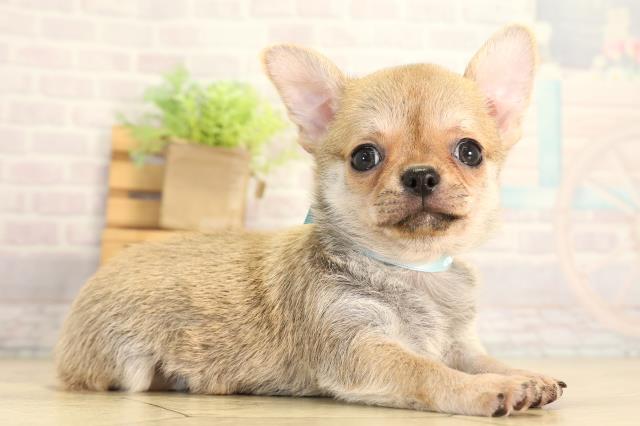 静岡県のチワワ(スムース) (Coo&RIKU沼津店/2026年7月6日生まれ/男の子/フォーン)の子犬の2枚目の画像