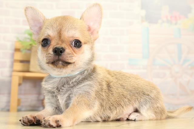 静岡県のチワワ(スムース) (Coo&RIKU沼津店/2026年7月6日生まれ/男の子/フォーン)の子犬の3枚目の画像