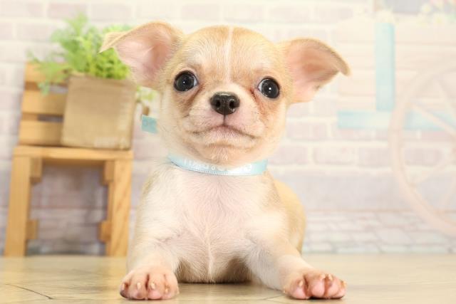 岐阜県のチワワ(スムース) (Coo&RIKU岐阜店/2026年7月6日生まれ/男の子/フォーンホワイト)の子犬の1枚目の画像