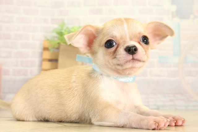岐阜県のチワワ(スムース) (Coo&RIKU岐阜店/2026年7月6日生まれ/男の子/フォーンホワイト)の子犬の2枚目の画像