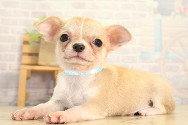 岐阜県のチワワ(スムース) (Coo&RIKU岐阜店/2026年7月6日生まれ/男の子/フォーンホワイト)の子犬の3枚目の画像
