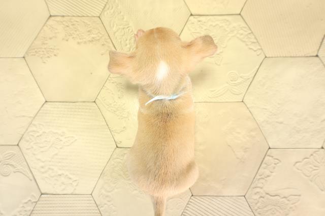 岐阜県のチワワ(スムース) (Coo&RIKU岐阜店/2026年7月6日生まれ/男の子/フォーンホワイト)の子犬の4枚目の画像