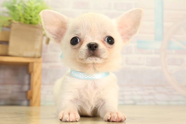 愛知県のチワワ(スムース) (Coo&RIKU東海一宮店/2026年7月6日生まれ/男の子/クリーム)の子犬の1枚目の画像