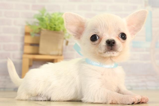 愛知県のチワワ(スムース) (Coo&RIKU東海一宮店/2026年7月6日生まれ/男の子/クリーム)の子犬の2枚目の画像