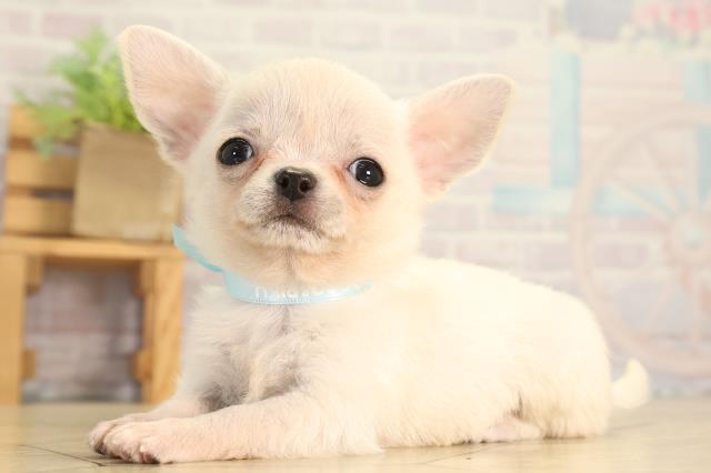 愛知県のチワワ(スムース) (Coo&RIKU東海一宮店/2026年7月6日生まれ/男の子/クリーム)の子犬の3枚目の画像