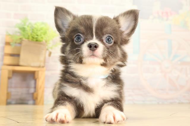 静岡県のチワワ(ロング) (Coo&RIKU富士店/2026年7月5日生まれ/男の子/ブルータンホワイト)の子犬の1枚目の画像