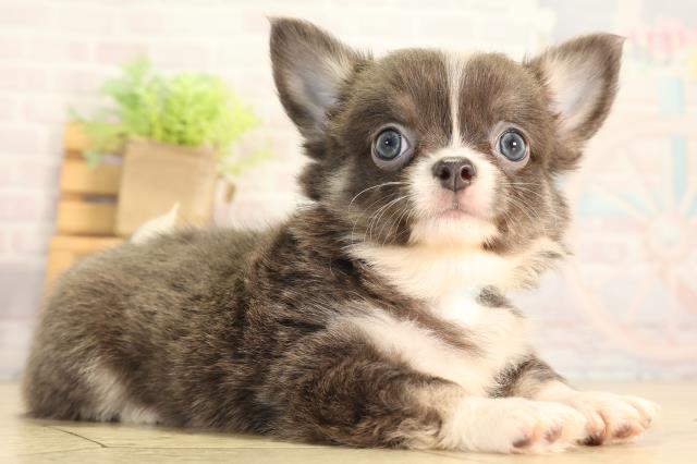 静岡県のチワワ(ロング) (Coo&RIKU富士店/2026年7月5日生まれ/男の子/ブルータンホワイト)の子犬の2枚目の画像