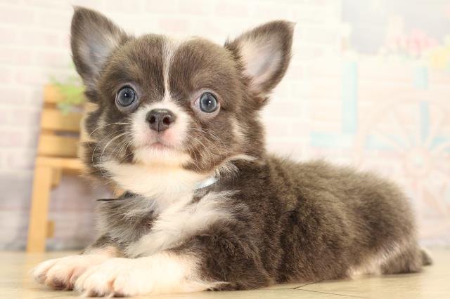 静岡県のチワワ(ロング) (Coo&RIKU富士店/2026年7月5日生まれ/男の子/ブルータンホワイト)の子犬の3枚目の画像
