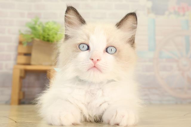 静岡県のラグドール (Coo&RIKU浜松店/2026年7月7日生まれ/男の子/シールポイントバイカラー)の子猫の1枚目の画像