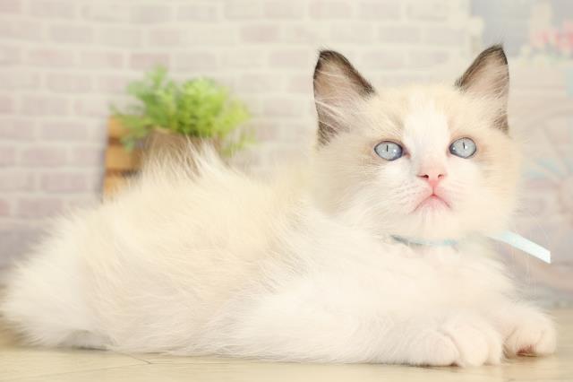 静岡県のラグドール (Coo&RIKU浜松店/2026年7月7日生まれ/男の子/シールポイントバイカラー)の子猫の2枚目の画像